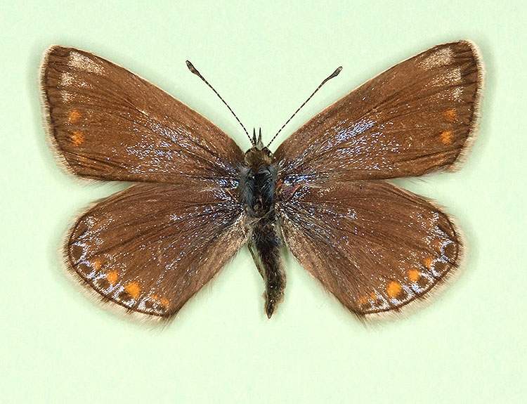 Polyommatus icarus female (aberrant form apicata) (Internet Image property of respective owner, non-commercial use only)